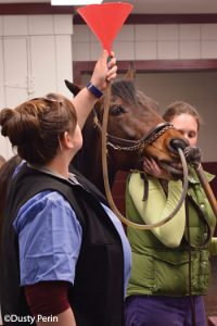 Using a nasogastric tube on a horse for fluids or medication