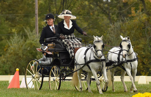 Yvette Harris and Suki and Morwell Amber - USEF Intermediate Pair Pony Combined Driving National Championship