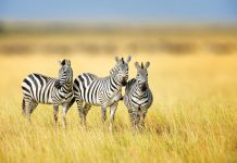 Zebra Stripes Effects on Flies