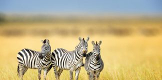 Zebra Stripes Effects on Flies