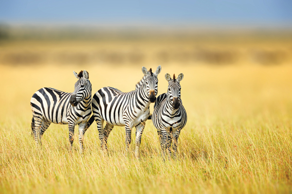 Zebra Stripes Effects on Flies