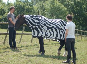 Testing Horse Sheets as Bug Repellent