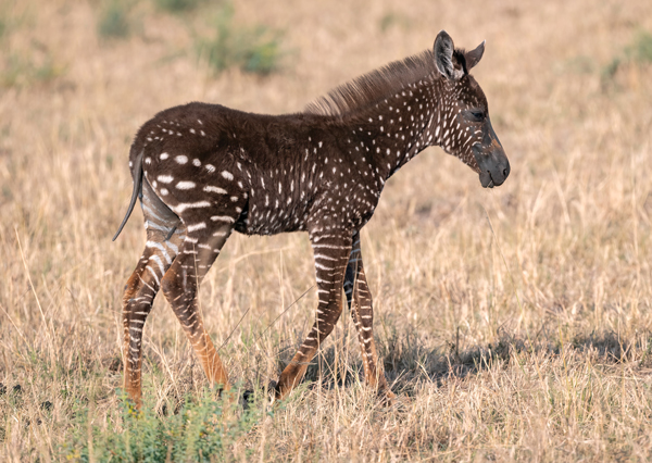 Baby Zebra