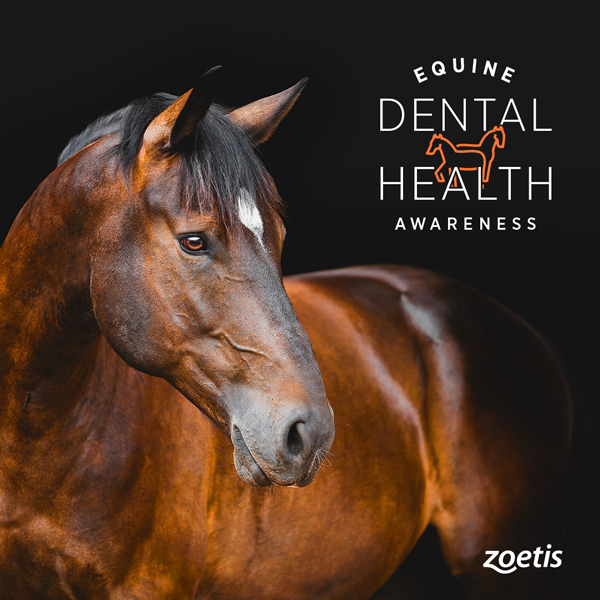 Zoetis Equine Dental Exams