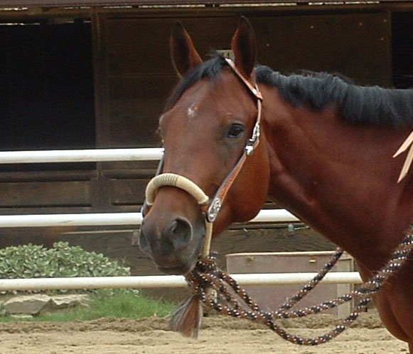Bosal Bosal